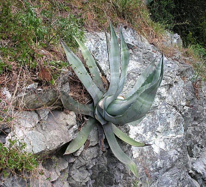 Agave americana / Agave